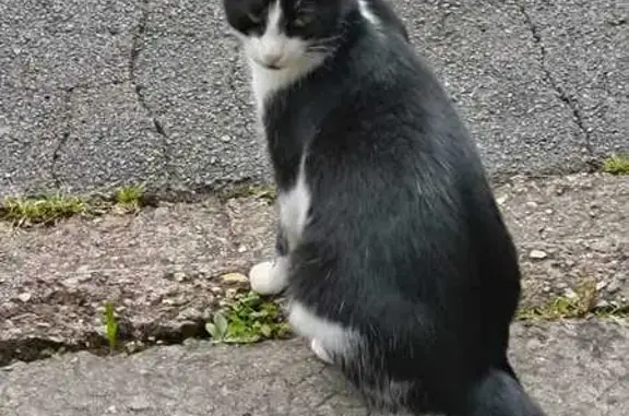 Animaux perdus L'Haÿ-les-Roses, photo: Chat perdu : Félix noir et blanc, pucé