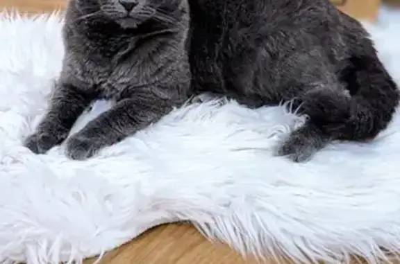 Chat perdu, Châteaugiron, photo: Chatte grise disparue à Châteaugiron