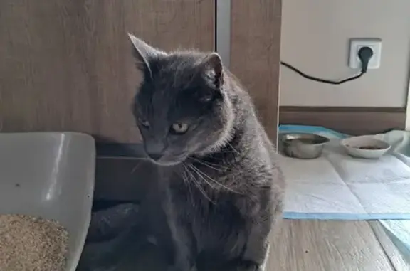 Chatte grise trouvée, cherche propriétaire - photo