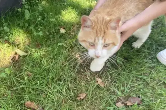 Chat trouvé , photo: Chat maigre trouvé avec tiques, 2021, Granges-Aumontzey
