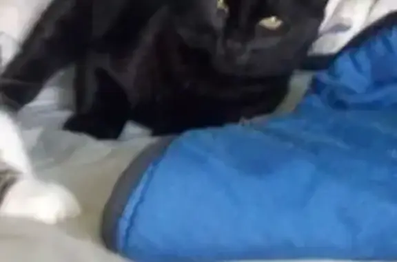 Chat perdu, Legé, photo: Chat noir disparu, tatoué, nommé Filou