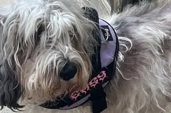 Chien perdu Aups, photo : Aidez à retrouver petite chienne âgée et aveugle