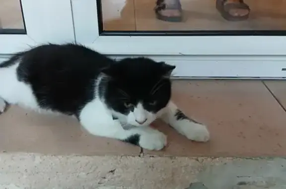 Animaux trouvés Lacanau, photo: Jeune chat trouvé avec collier à Lacanau