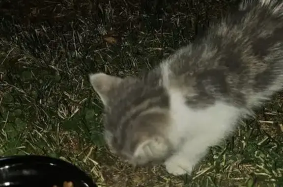 Chaton tigré trouvé à Danjoutin - photo