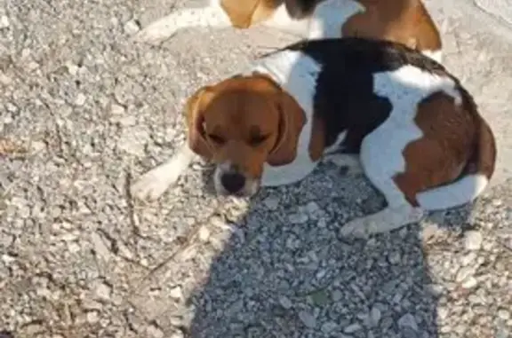 Beagle tricolore femelle 3 ans disparue à Jouques - photo