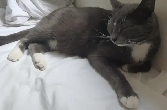 Chat perdu, Maché, photo: Chat gris perdu, tâche blanche sur front