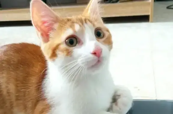 Chat perdu, Saint-Étienne, photo: Chaton Roux et Blanc Perdu à Saint-Étienne