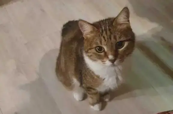 Animaux perdus Cagnes-sur-Mer, photo: Chatte européenne 11 ans perdue, pattes blanches