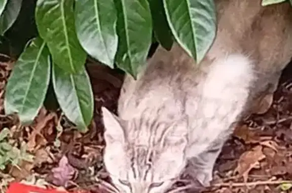 Chat craintif trouvé au stade d'Aulnay-sous-Bois - photo