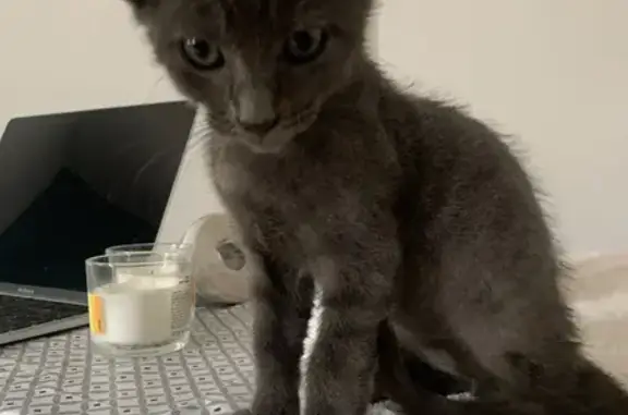 Chaton affectueux trouvé à Gignac - photo