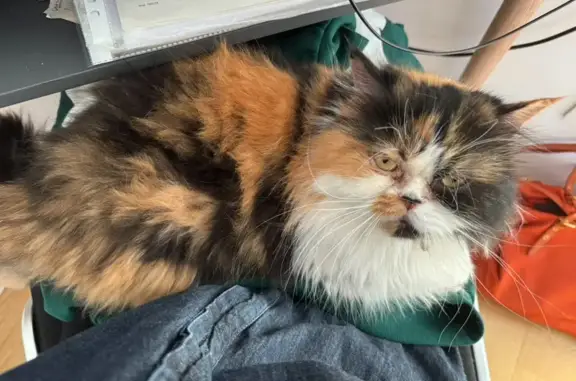 Animaux perdus Nice, photo: Chat persan tricolore disparu à Nice