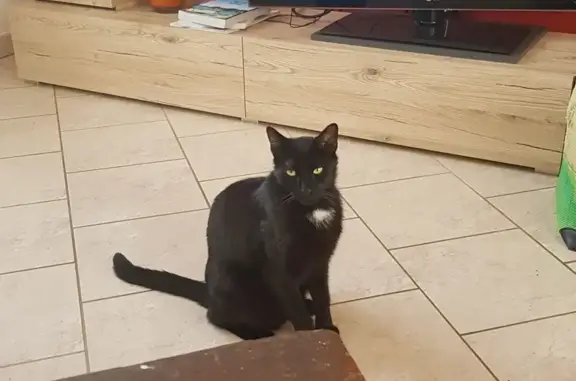 Chat noir Hermès perdu Rue du Petit Caillou - photo
