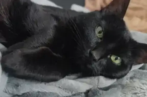 Chat perdu, Vaux-sur-Mer, photo: Chatte disparue : Maska, 10 ans, Vaux-sur-Mer