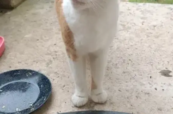 Chat blanc et roux trouvé à Angoulême - photo