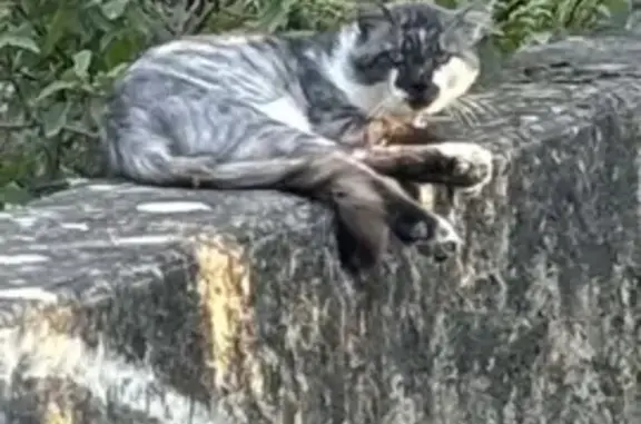 Deux chats gris et blancs trouvés à Simiane - photo
