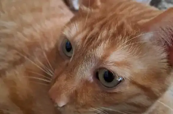 Chat roux mâle perdu à Marnaz - photo