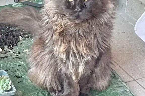 Chat perdu, Gond-Pontouvre, photo: Chat noir Maine Coon perdu à Gond-Pontouvre