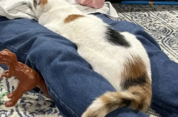 Lost White Cat with Brown Patches in Lumberton