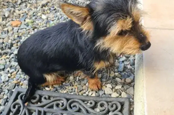 Chien trouvé Noé, photo: Chien Yorkshire mâle trouvé à Noé (Chemin de Saintes)