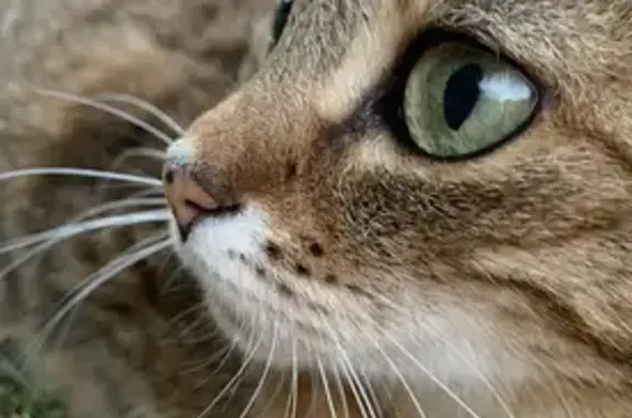 Chat perdu, Vic-sur-Aisne, photo: Chat perdu, collier rose, boîte, Rue Brouillaud