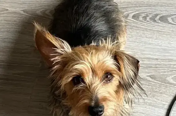 Missing Dorkie: Dobby on Hoopoe St, Alberton