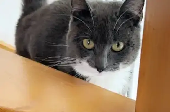 Chat perdu, , photo: Chat disparu: Ruby, enceinte, Rue Saint-Pierre