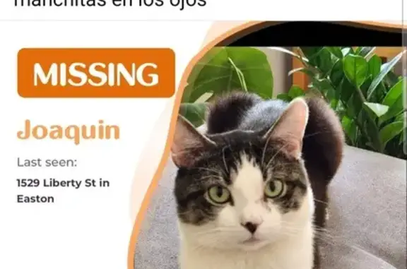 Missing Black & White Cat: Joaquin in Easton