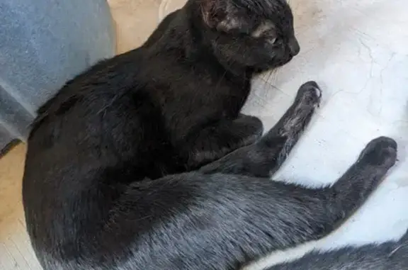 Sweet Black Cat Found on Pointleaf St, NLV