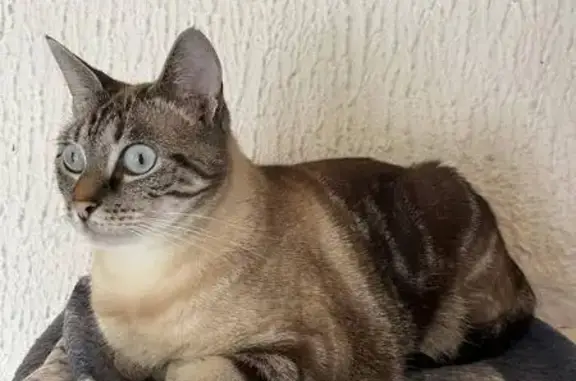 Chatte disparue, crème/tigrée, pucée, St Amé - photo