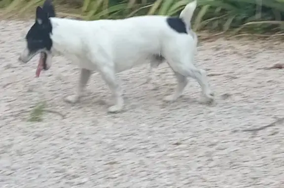 Chien perdu Dole, photo : Chien perdu Rue des Bruyères à Dole