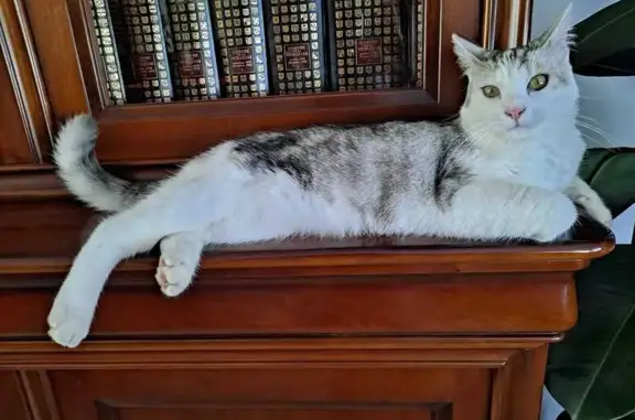 Animaux perdus , photo: Chat mâle tigré-blanc disparu à La Neuve-Grange