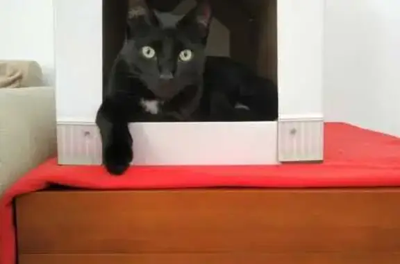 Gatos perdidos, , foto: **¡Gato Negro Perdido en Parets del Vallès!**