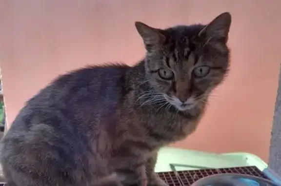 Chat tigré trouvé, très craintif, Valmont - photo