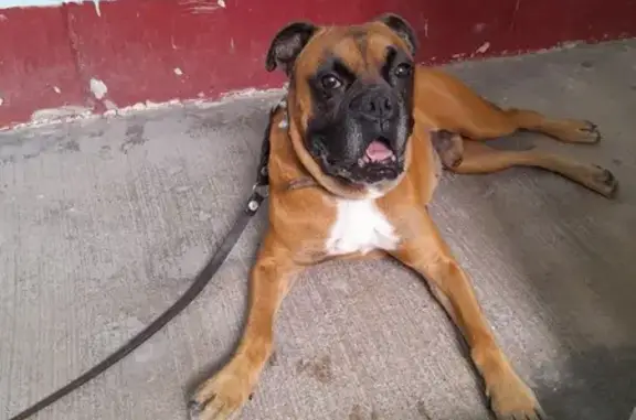 Boxer macho encontrado en Cuautitlán Izcalli