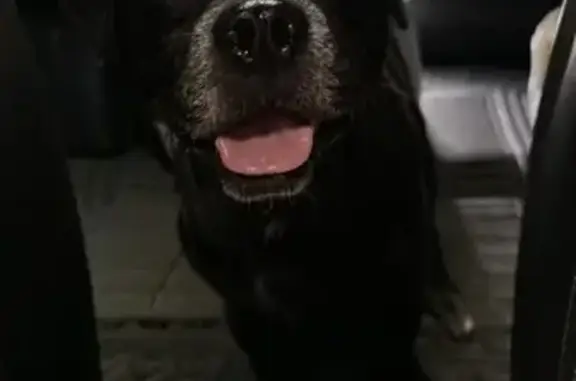 Perro Pug Negro Mayor Encontrado en Mérida