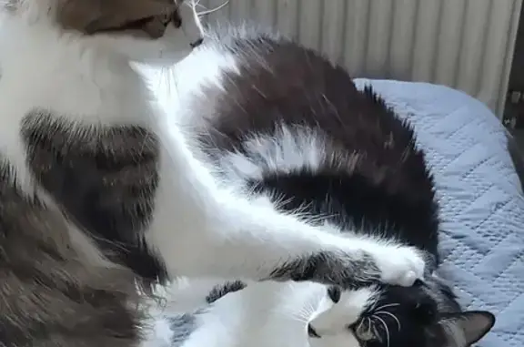 Chat perdu : Sacha, tigré fauve et blanc - photo