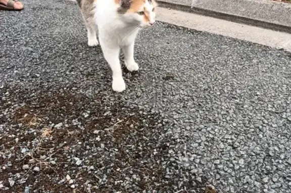 Chatte tricolore trouvée à Chantemerle - photo