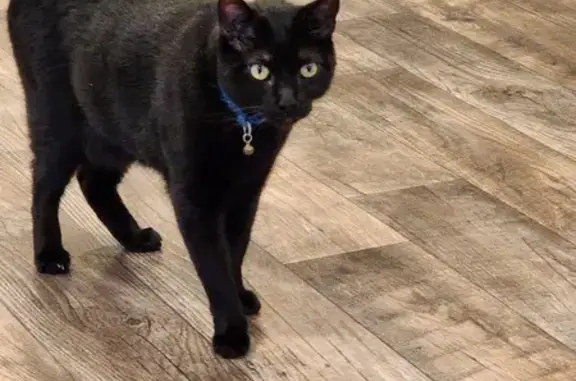 Missing Black Cat: Salem, Blue Collar, Reno