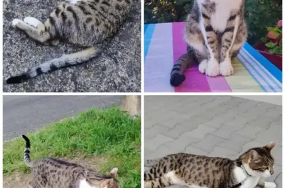 Chat perdu : Oliver, rue sous Fourcha, Saint-Ours - photo