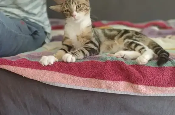 Chat trouvé Rue du Général de Gaulle, Chantraine - photo