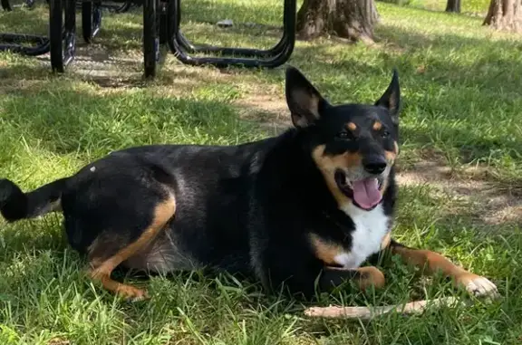 Lost Dog: Australian/German Shepherd, I-81