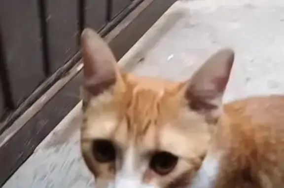 ¡Gato Perdido! Naranja y Blanco en San Luis Potosí