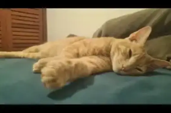 Chat roux/blond 1 an disparu à Tournon - photo