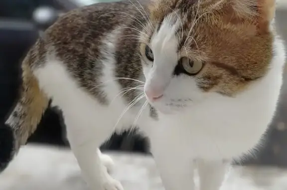 Chat disparu: Mufasa, 8 ans, craintif, Belfort - photo