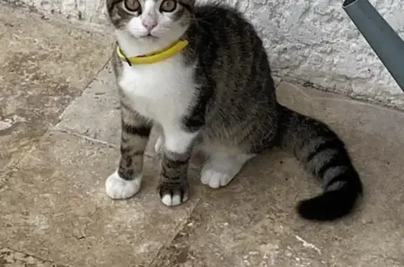 Chat trouvé Guéret, photo: Chat trouvé, femelle 6 mois, véto lundi Guéret