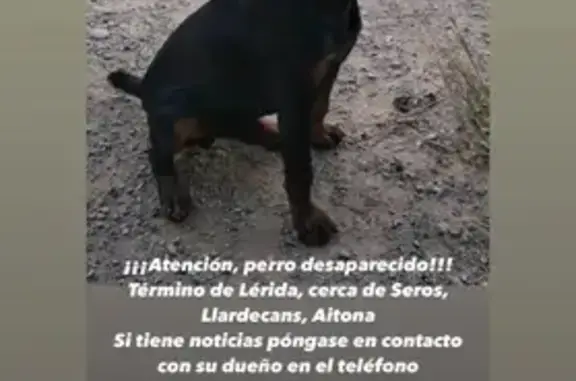 ¡Perro Perdido! Jack Terrier Negro en Maials