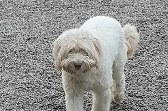 Chien perdu Talmont-Saint-Hilaire, photo : Berger beige perdu à Talmont-Saint-Hilaire