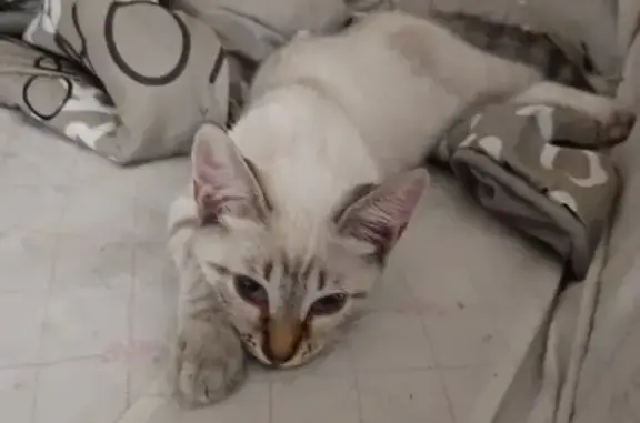 Chaton crème trouvé Rue Panisset, Le Pontet - photo