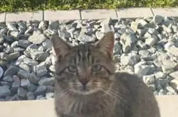 Chat tigré trouvé Rue du Noyeu, Vyans-le-Val - photo