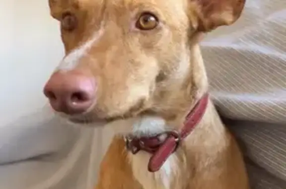 Perro Perdido: Podenca Canela en Málaga